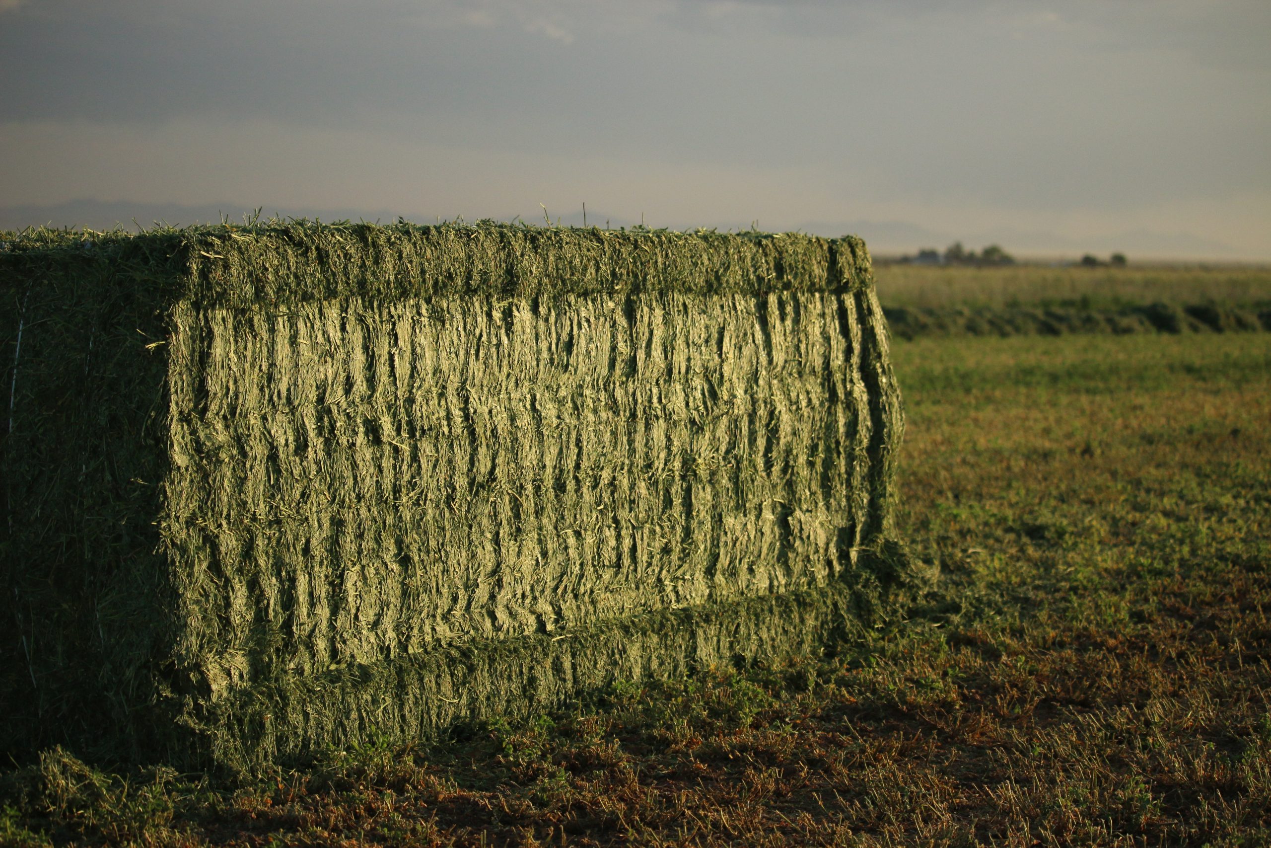 Featured image for “Increased Bale Weight – Is it Really Leaves or Just Water Weight?”
