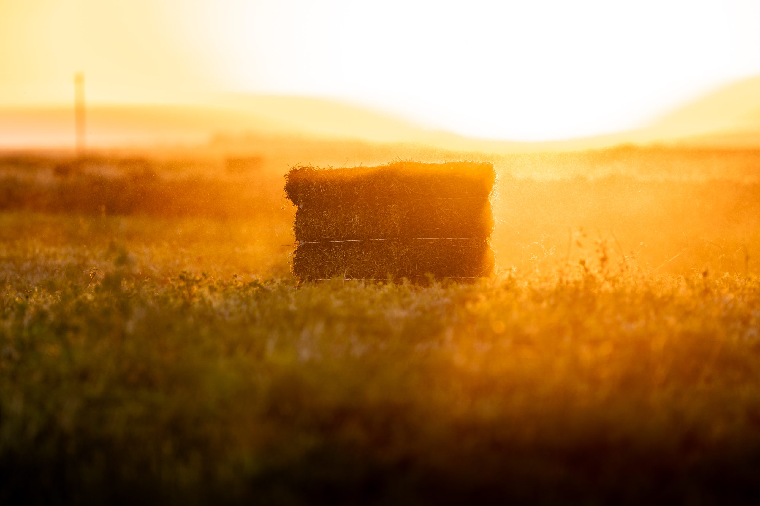 Featured image for “Optimizing Your Hay Bales: Baling with Steam at Different Moisture Levels”