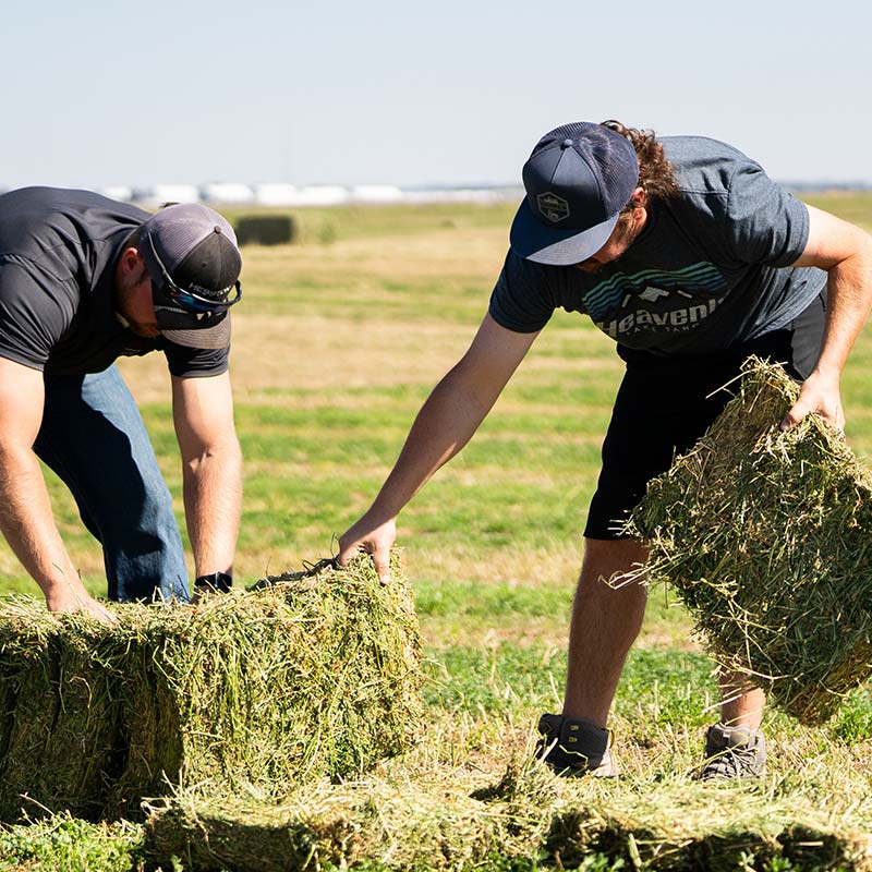 Improved Feed Quality